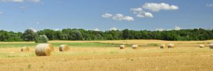 hay bales for sale near Madison WI